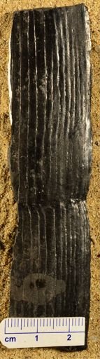 Calamites sp.