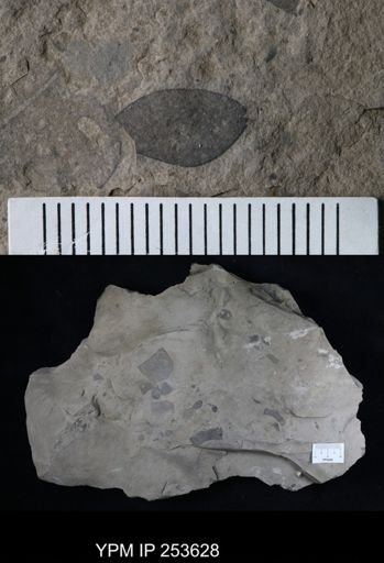 Eurypterus sp.