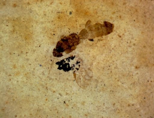 undet. Hymenoptera