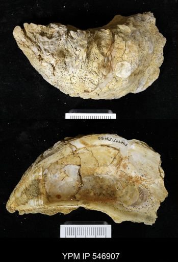 Ostrea virginiana