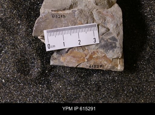 Baculites sp.