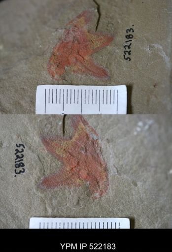 undet. Stelleroidea