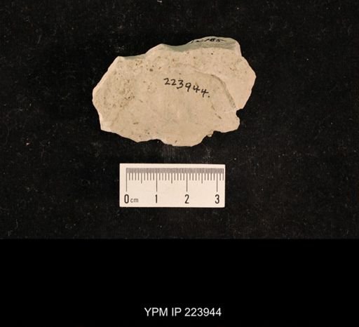 Phenopterum elongatum