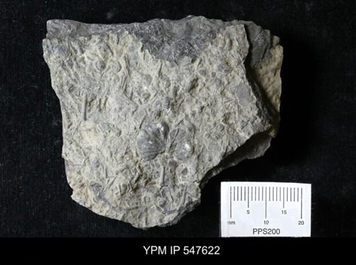 Tentaculites sp.
