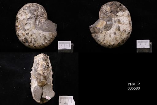 Hoploscaphites nodosus