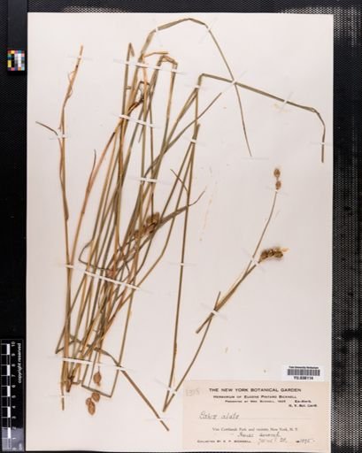 Carex alata