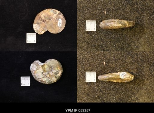 Discoscaphites conradi