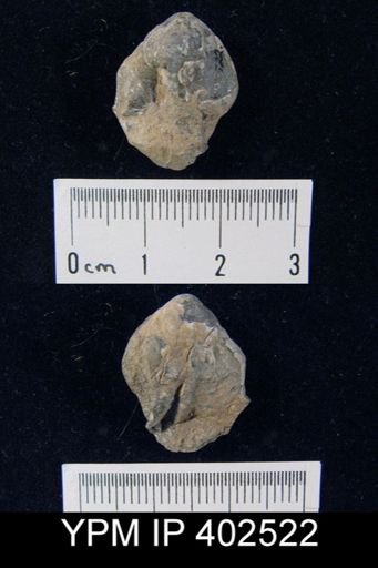 undet. Rhynchonellida