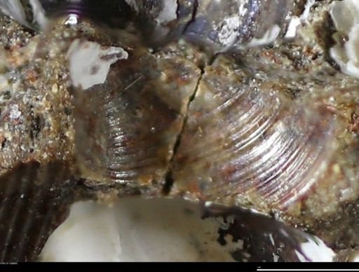 Corbulamella gregaria