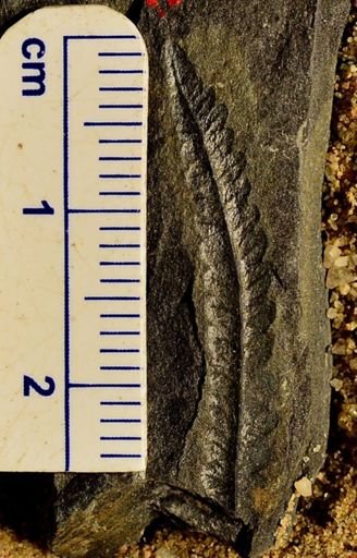 Pecopteris sp.