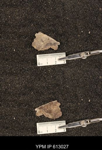 Clioscaphites vermiformis