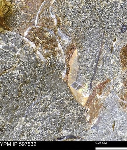 undet. Ammonoidea