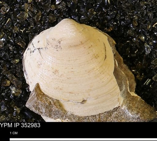 Limopsis striatopunctatus