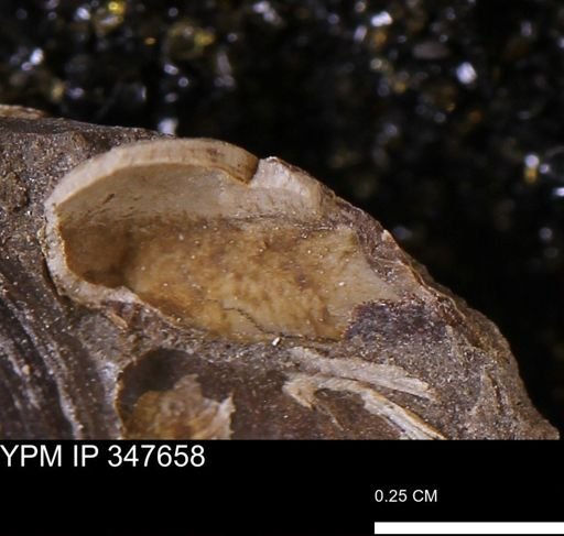 undet. Bivalvia