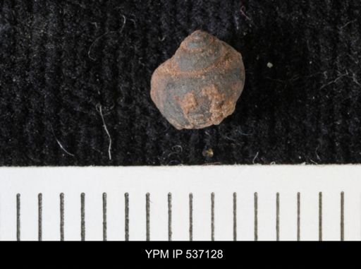 Viviparus montanaensis