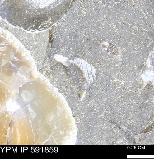 Mollusca