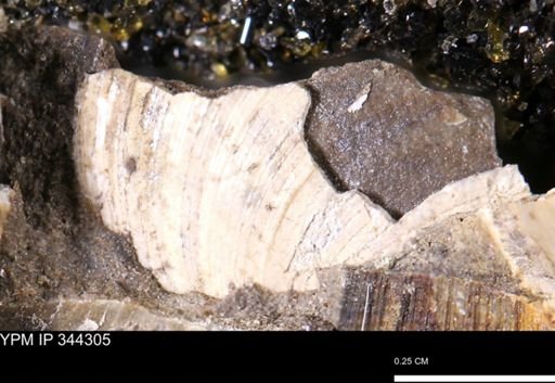 Limopsis striatopunctatus