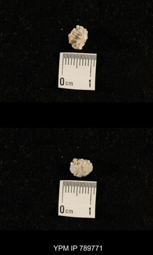 undet. Brachiopoda
