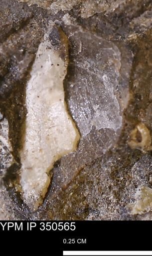 Limopsis striatopunctatus