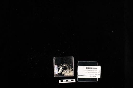 Pseudocordylus subviridis