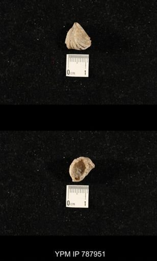 undet. Brachiopoda