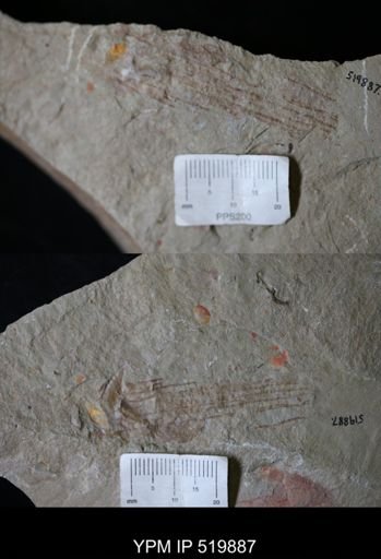 undet. Nautiloidea