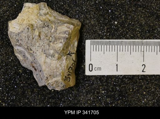 Scaphites sp.