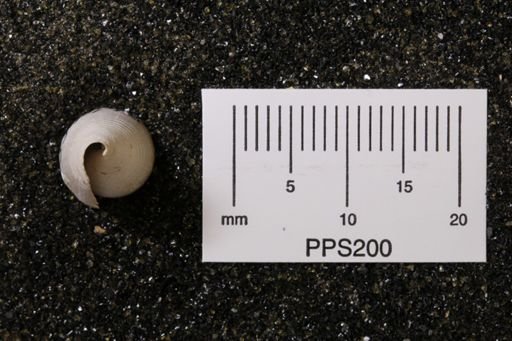 Conus jaspideus stearnsi