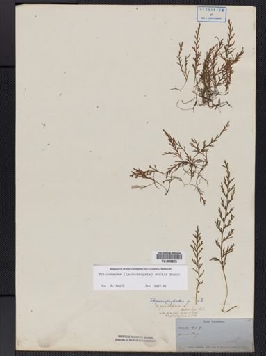 Trichomanes