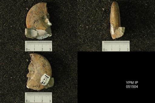 Hoploscaphites nicolletii