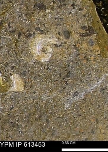 Scaphites sp.
