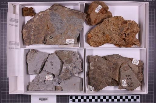 mixed taxa, stratigraphic collection