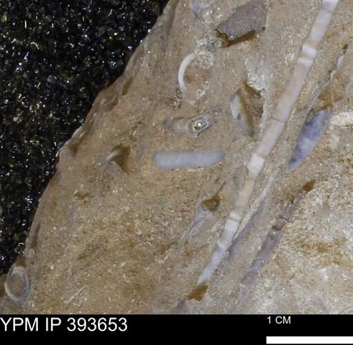 undet. Serpulidae