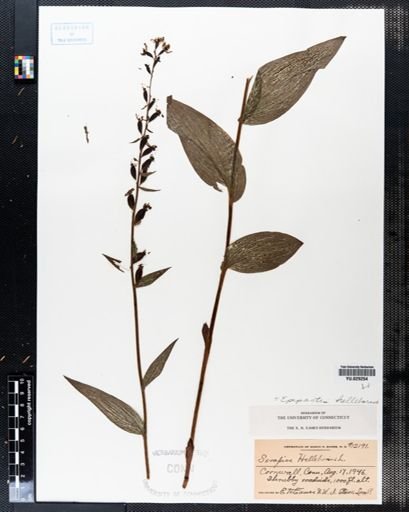 Epipactis helleborine