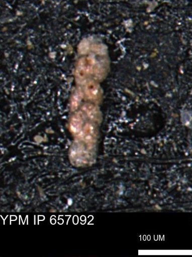 Ammobaculoides phaulus