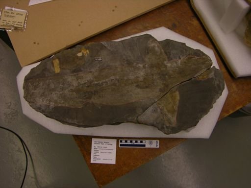 Cladoselache brachypterygius