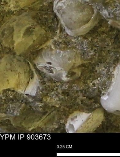 Corbulamella sp.