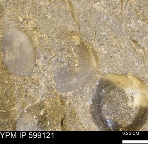 undet. Bryozoa