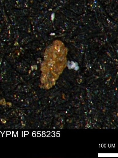 Verneuilinoides kansasensis