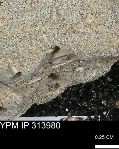 undet. Bivalvia