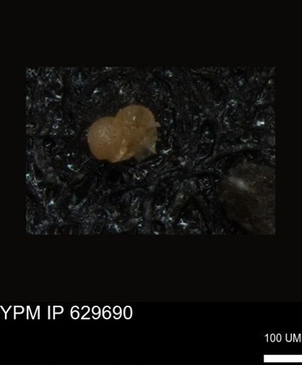 undet. Foraminiferida