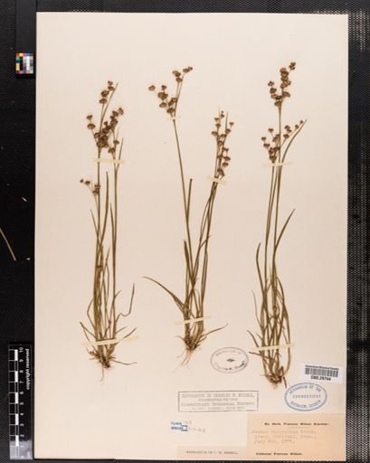 Juncus marginatus