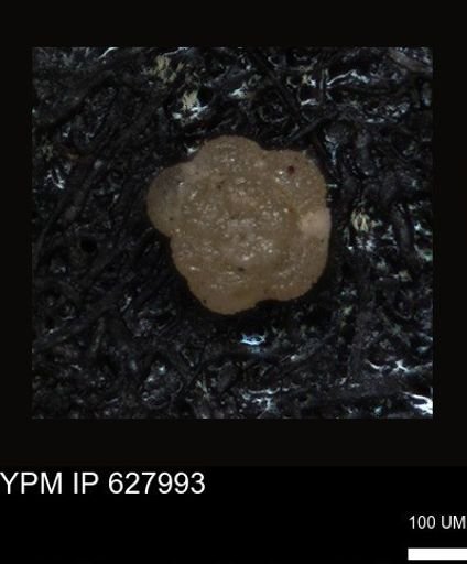 undet. Foraminiferida