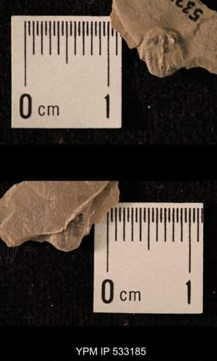 Elrathia kingi