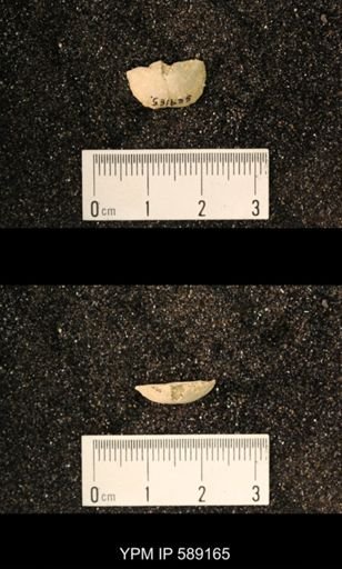 Sowerbyella sp.