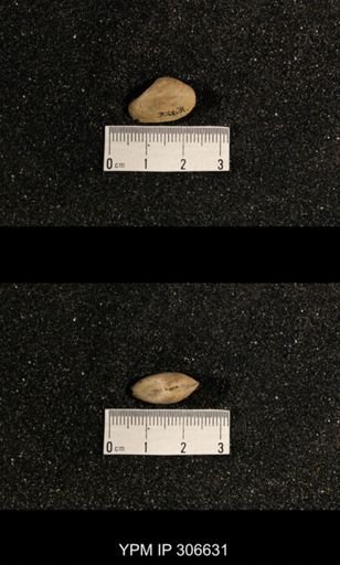 Phestia bellistriata