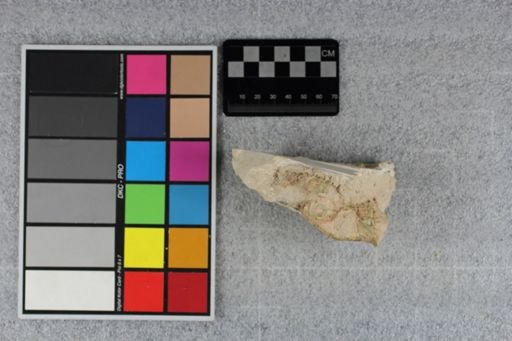 Leptomeryx evansi