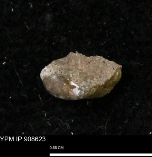 undet. Gastropoda