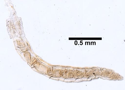 Novaquesta trifurcata