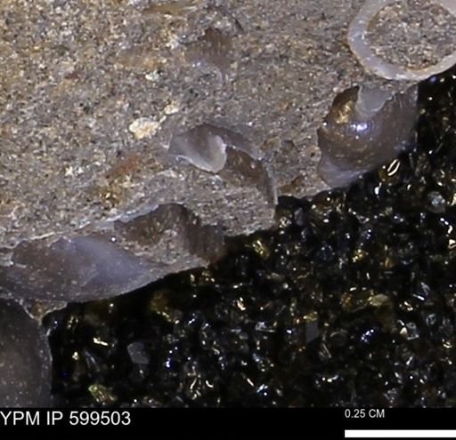 Protocardia subquadrata